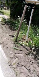 gruenstreifen beweis baum 151x300