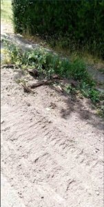 gruenstreifen beweis baum 2 151x300