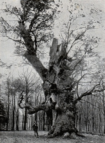 Dicke Eiche Hasbruch